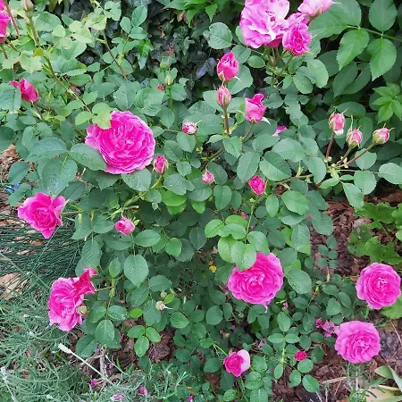 Tini