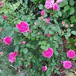 Tini
