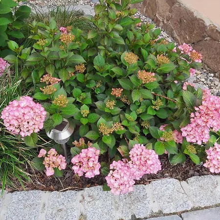 Tini * Радебойль